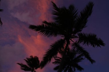 Sahilde alacakaranlıkta rüzgarda savrulan palmiye ağacının arka plan çizgisi. Pembe ve mor gökyüzü