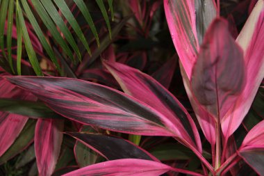 Siyah ve fuşya yapraklı egzotik / tropikal çiçek kırıntıları.