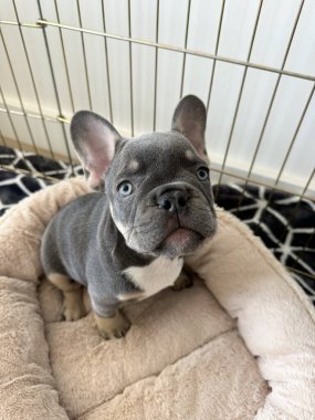 French bulldog puppy sitting in a bed, purebred dog in a play ped, puppy looking at the camera close-up, blue color of French bulldog, dog with blue eyes clipart