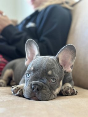 Fransız buldog yavrusu arka planda sahibi ile kanepede yatıyor. Saf köpek, sahibi telefonla meşgulken yalan söylüyor. Köpek yavrusu kameraya yakından bakıyor.