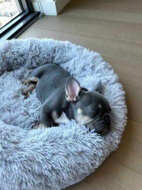 French Bulldog puppy lying on a bed, purebred dog on its back enjoying, puppy sleeping close-up, blue French Bulldog color, purebred dog at home clipart