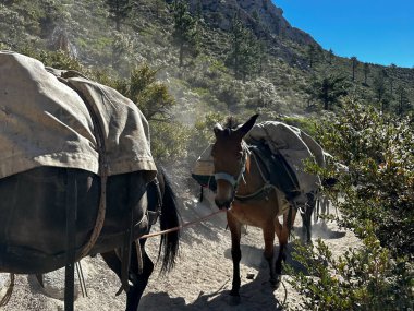 Dağlarda yük taşıyan katırlar, at biniciliği, açık hava aktiviteleri, eşekler ve atlar, yük taşıyan hayvanlar, memeliler, dağ manzarası