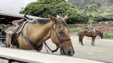 Atlar, Hawaii 'deki güzel atlar Oahu Hawaii' deki turizm ve eğlence alanlarında, dağların, kahverengi atların ve güzel atların önünde bir ağılda duruyor.