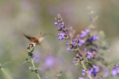 Kelebek çiçeklerden nektar toplar