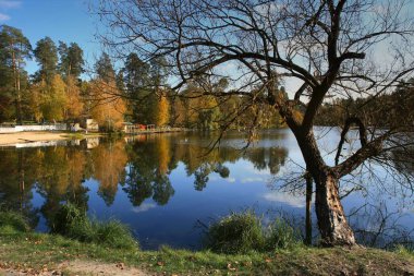Gölde sonbahar günü, suyun üstünde bir ağaç, gölün kıyısında sarı ağaçlar.
