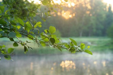Sabah şafak vakti nehir üzerinde bir kızılağaç dalı, şafak vakti, sabah nehirde, sabah doğa, nehir bitkisi.,