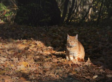 Kırmızı bir kedi sonbahar yaprağının üzerinde oturur.