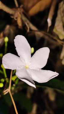 Yumuşak, bulanık arkaplanı olan narin beyaz yasemin çiçeğinin yakın çekimi. 