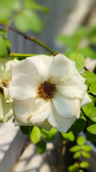 Beyaz gül güzel, yakından. 