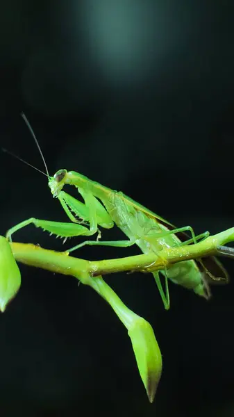 Dal üzerinde Yeşil Peygamberdevesi. Bokeh arkaplanı