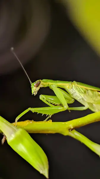 Dal üzerinde Yeşil Peygamberdevesi. Bokeh arkaplanı