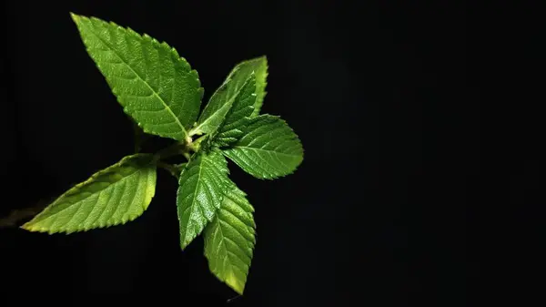 Yeşil ve uzun kenevir bitkisi