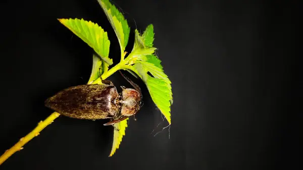 Dal üzerinde Elateriformia böceği. Fotoğrafçılığı kapat