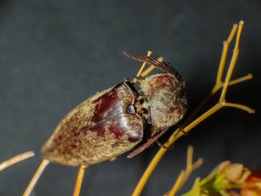 Elateriformia insect on twig. Close up photography clipart