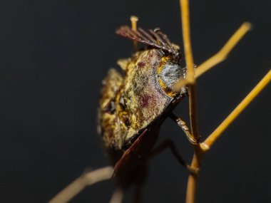 Dal üzerinde Elateriformia böceği. Fotoğrafçılığı kapat