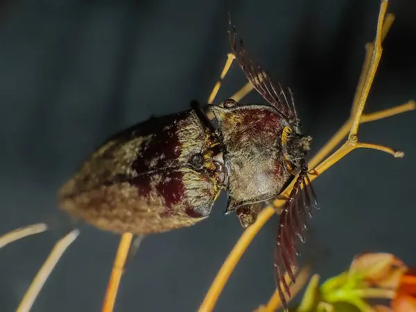 Dal üzerinde Elateriformia böceği. Fotoğrafçılığı kapat