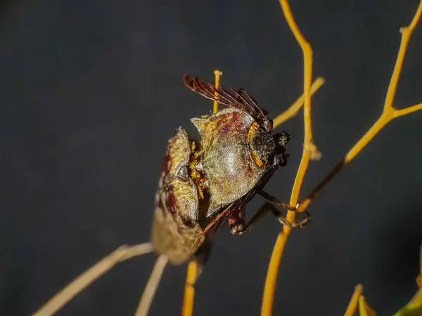 Dal üzerinde Elateriformia böceği. Fotoğrafçılığı kapat