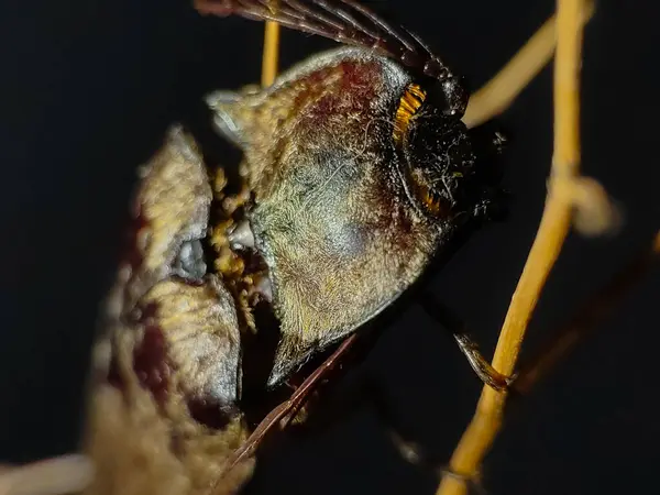 Dal üzerinde Elateriformia böceği. Fotoğrafçılığı kapat