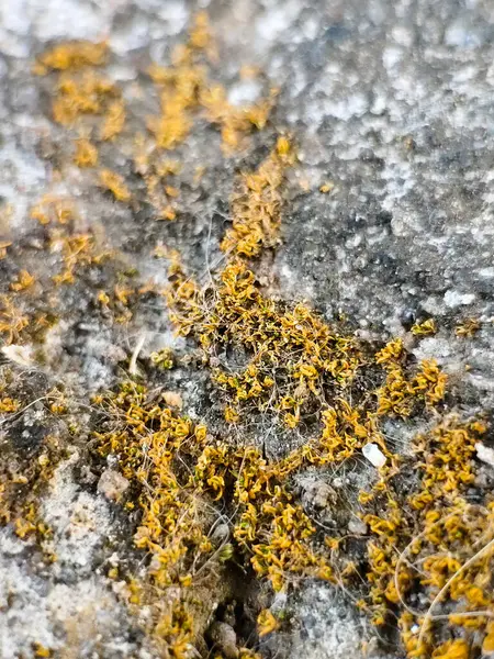 Bahçede kuru yosun. Makro fotoğrafçılık.