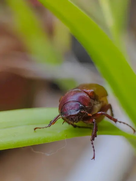 Melolonthinae böcekleri izinlere tünedi. Fotoğrafçılığı kapat.
