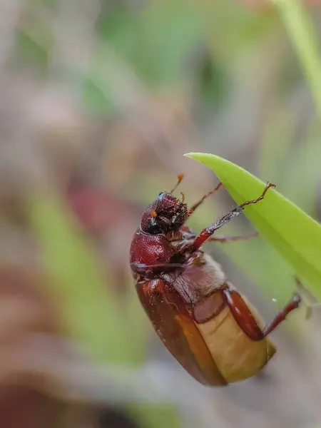 Melolonthinae böcekleri izinlere tünedi. Fotoğrafçılığı kapat.