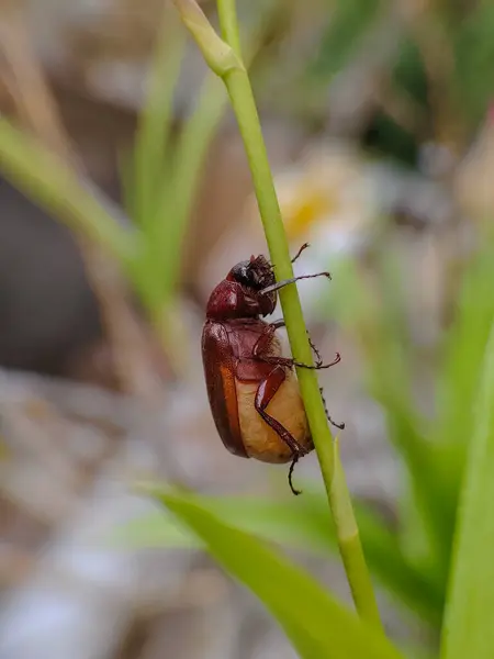 Melolonthinae böcekleri izinlere tünedi. Fotoğrafçılığı kapat.