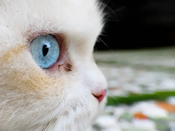 Beyaz bir kedinin mavi gözleri. Fotoğrafçılığı kapat