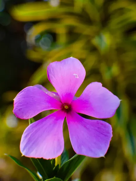 Periwinkle Çiçeklerinin Güzel Mor Renkleri