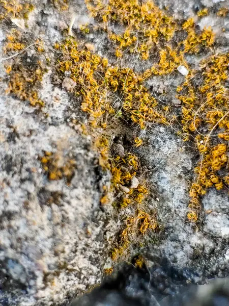 Bahçede kuru yosun. Makro fotoğrafçılık.