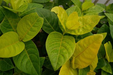 View from top Japanese jasmine (Pseuderanthemum Reticulatum). fresh green and yellow leaves background. clipart