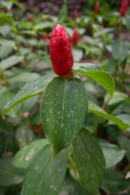 Yakın plan Güzel Kızıl Kızıl Çiçek veya Costus Specosus Çiçeği. Güneydoğu Asya 'da yetişen bir bitkidir..