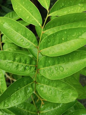 Üzerinde çiy damlaları olan yeşil bir yaprağın yakın çekimi.