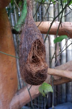 Ploceidae familyasının güzel yuva dokumacı kuşları evlerini otlar, sazlıklar ve diğer bitkilerle eşsiz bir şekilde inşa eder ve yuvalarını dallara asar veya asarlar..