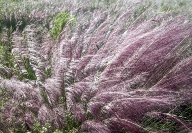 The silky purplish to pink plumes of the native , Muhlenbergia capillaris, or Muhly Grass, paint the coastal uplands at Cockroach Bay in mid to late fall. A steady breeze blowing across the wet grasslands accent the profuse billowy blooms. clipart