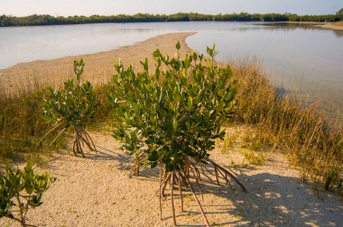 Genç mangrov ağaçları alçak gelgit sırasında kıyılar arası bir kumsalda görünür ve pervane kökleri açıktır. Fotoğraf Florida 'nın batısında çekildi..