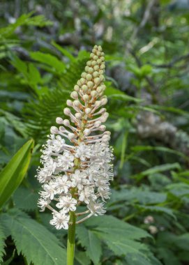 The flower spike of Crow Poison, Amianthium muscitoxicum, with creamy white flowers and greenish buds. A native plant found in moist woods and bogs in eastern North America, as far north as Pennsylvania, west to the Appalachian Mountains clipart