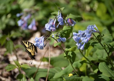 Virginia BlueBell 'den nektar yudumlayan bir Kaplan Kırlangıç Kelebeği. Kuzey Amerika' nın doğusunda yaşayan bir bahar geçicisi. Virginia BlueBell ilkbaharın başlarında pek çok polen taşıyıcıya nektar sağlar..