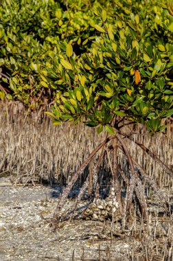 A close-up of the aerial roots of red and black mangroves along the shoreline. Characteristic prop roots of Rhizophora mangle and the pneumatophores of Avicennia germinans are visible. clipart