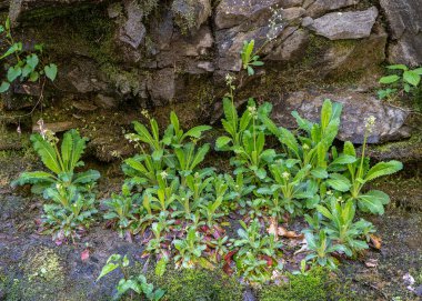 A bed of flowering Brook Lettuce, Micranthes micranthidifolia, in its natural moist habitat in the Smoky Mountains. Characteristic toothed leaves, and small white flowers. Edible native plant. clipart