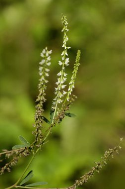 A closeup of Melilotus albus, White Sweet Clover. Characteristic small white pea-shaped flowers on a terminal spike or raceme. Native to Asia and Europe, but naturalized in the United States. clipart