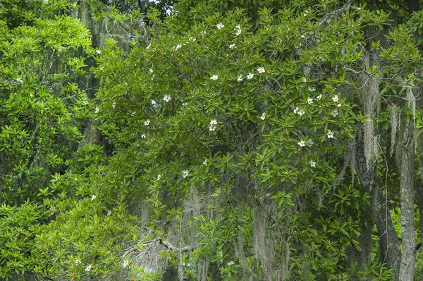 Loblolly Körfezi Ağacı, Gordonia lasianthus 'un çok sayıda beyaz çiçek ve tomurcuklu İspanyol yosunuyla kaplanmış yakın çekimi. Güneydoğu Amerika 'nın nemli ormanları ve kıyı ovalarına özgü..