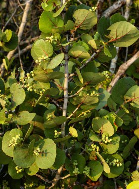 A closeup of a Seagrape tree, Coccoloba uvifera, with many clusters of unripe berries. Details the green foliage with red veins, woody branches and green grapes. Native to Florida. Vertical. clipart