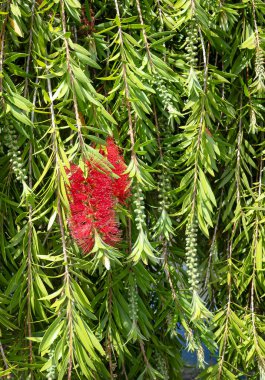 Closeup of Weeping Bottlebrush, Callistemon viminalis, flower clusters, buds, and foliage. Small tropical tree, native to Australia, with striking red flower spikes that resemble a bottle brush. clipart