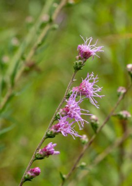 Pembe fırfırlı yıldız çiçeklerinden oluşan bir sapın tepesine yakın çekim, Liatris spp. Dikey