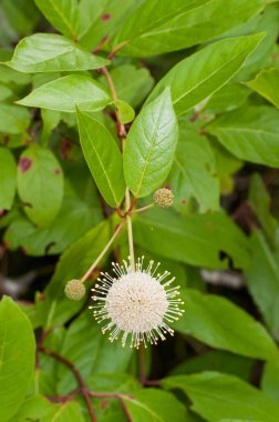 Buttonbush, Cephalanthus occidentalis. Close-up of a single spherical flower head with two buds. Reddish crooked stems and bright green leaves. Vertical clipart