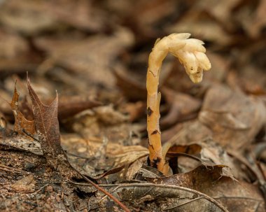 Pinesap, Monotropa hypopitys, with nodding flowers on a scaly stalk. Lacks chlorophyll, so it is found on the forest floor in a parasitic relationship with a mycorrhizal fungus. clipart