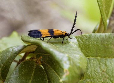 Close-up of a banded net-winged beetle, Calopteron discrepans, on a leaf. Shows color bands and wing texture. Horizontal clipart