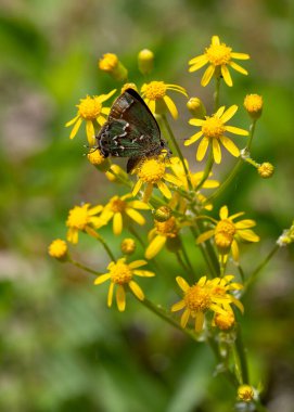 Callophrys Gryneus adlı yaygın bir ardıç saçının yakın çekimi, sedir ormanlarındaki sarı bir paçavra çiçeğinden nektar yudumluyor. Tawny kenarlı zeytin yeşili kanatlar kapalı. Dikey