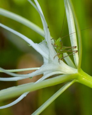 Short-winged lesser meadow katydid on an alligator lily. Front to side view with details of the head, eyes, legs and antennae. Vertical clipart