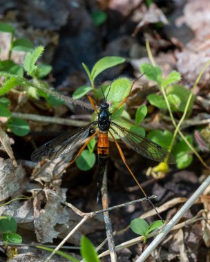 Dorsal view of a female antlered crane fly, Tanyptera dorsalis, with elongated pointed abdomen. Coloration mimics a wasp. Adults do not eat, but mate and lay eggs during their short lifespan. clipart